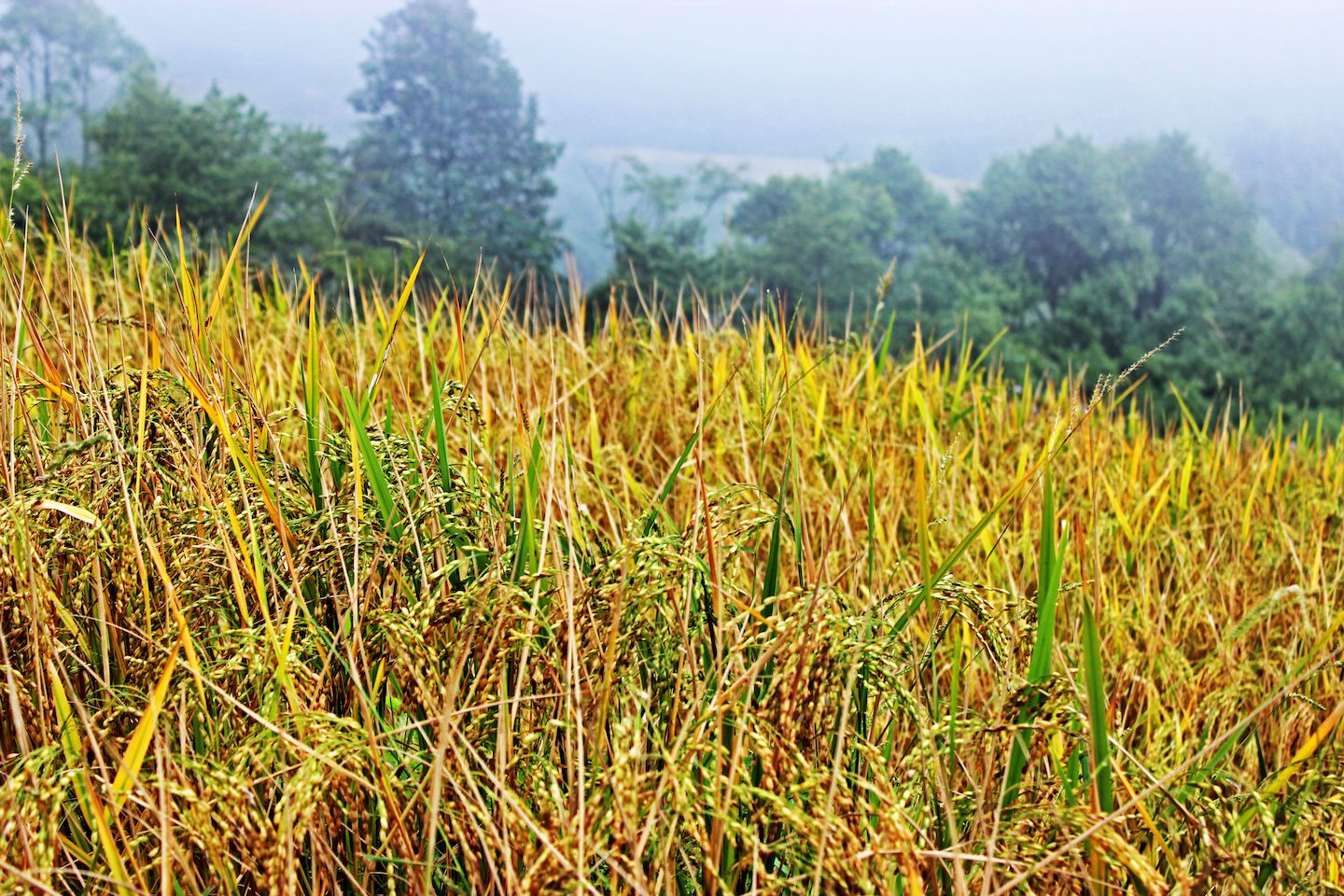 Rice