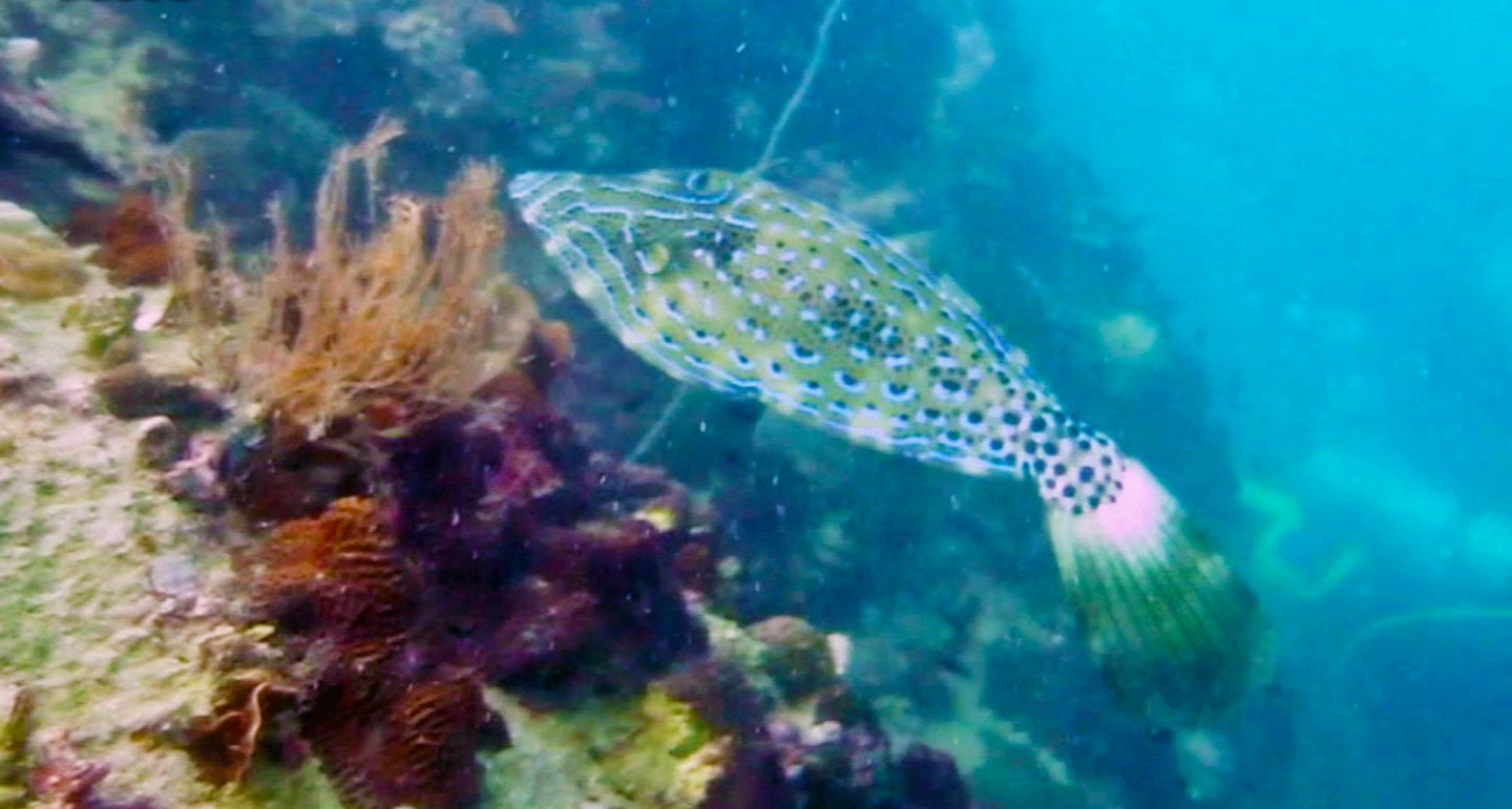 Scribbed Filefish, Hin Pee Wee Dive Site, Koh Tao, Thailand