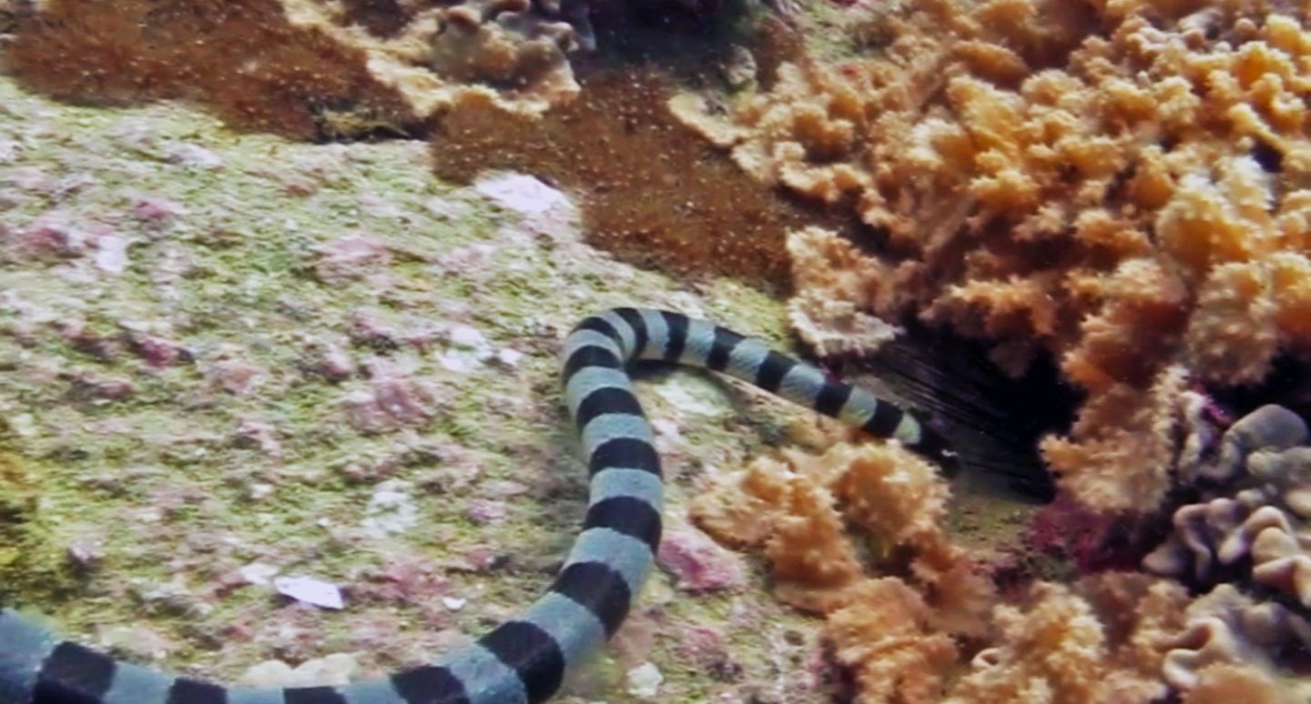 Sea krait looking for food, Hin Pee Wee Dive Site, Koh Tao, Thailand