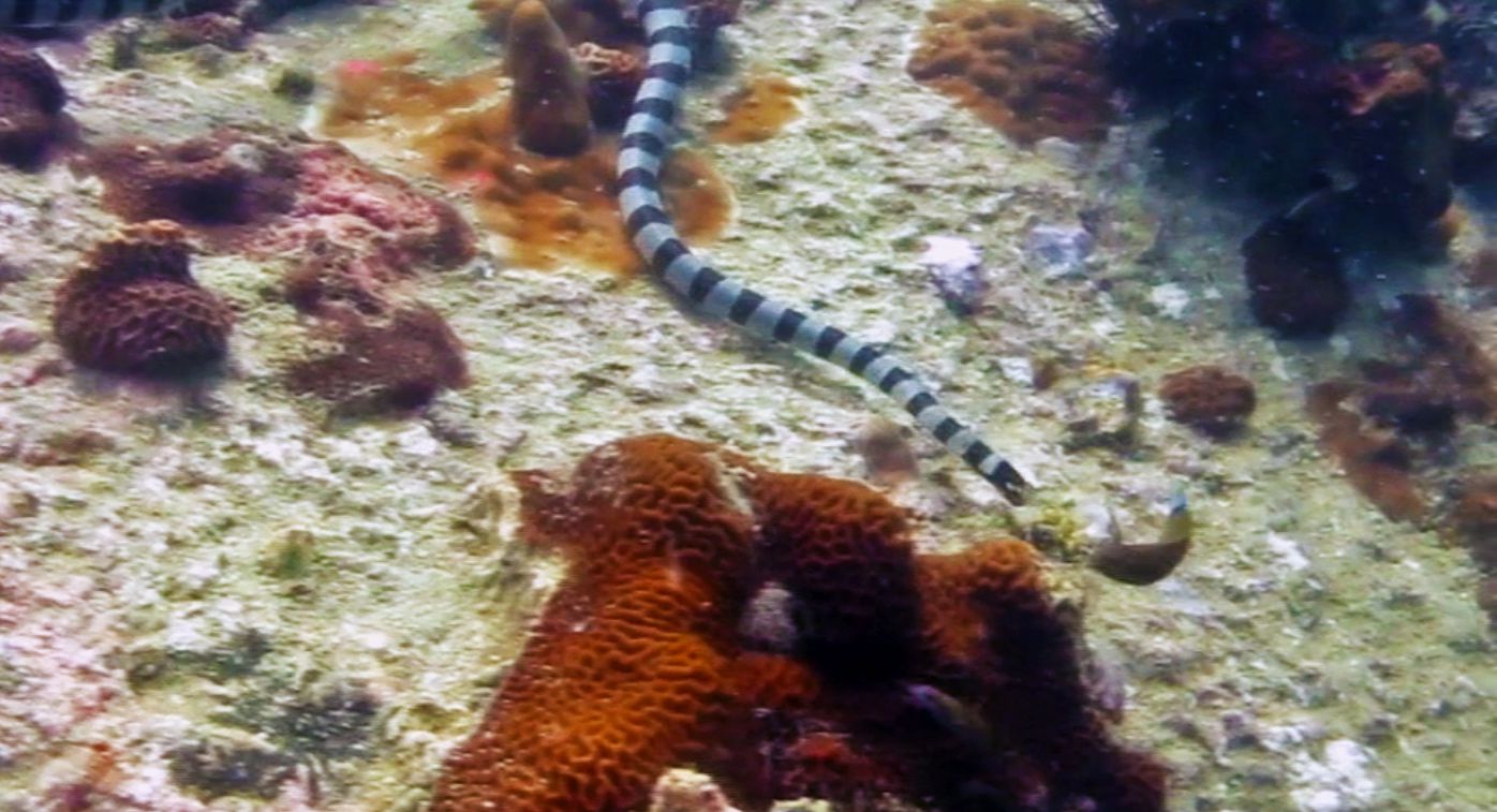 Sea Krait swimming at the Hin Pee Wee Dive Site, Koh Tao, Thailand