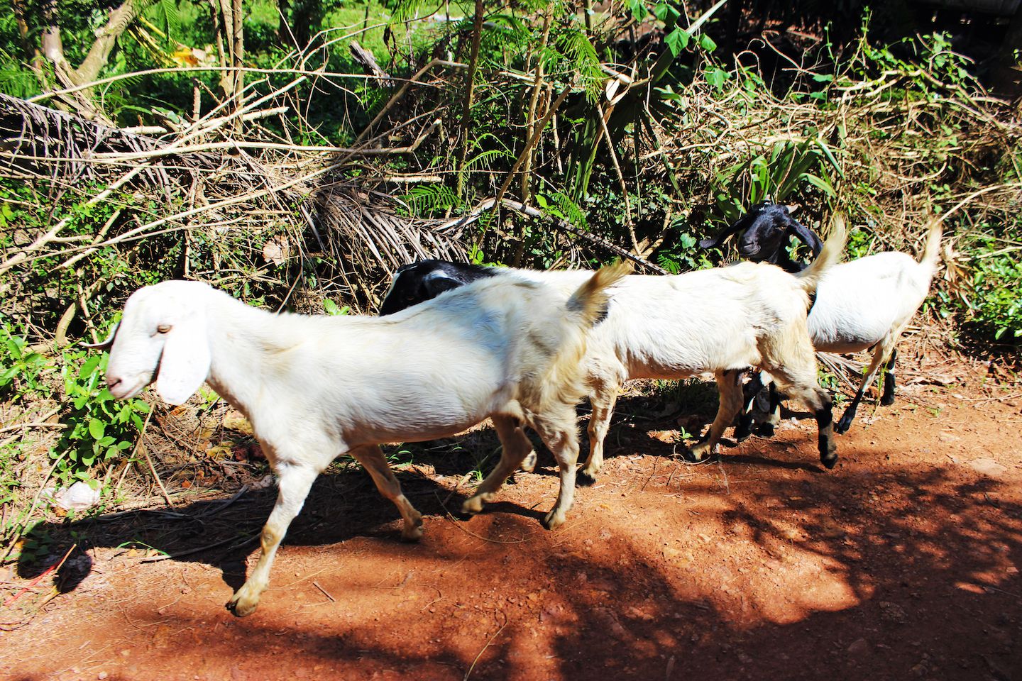 Sheeps