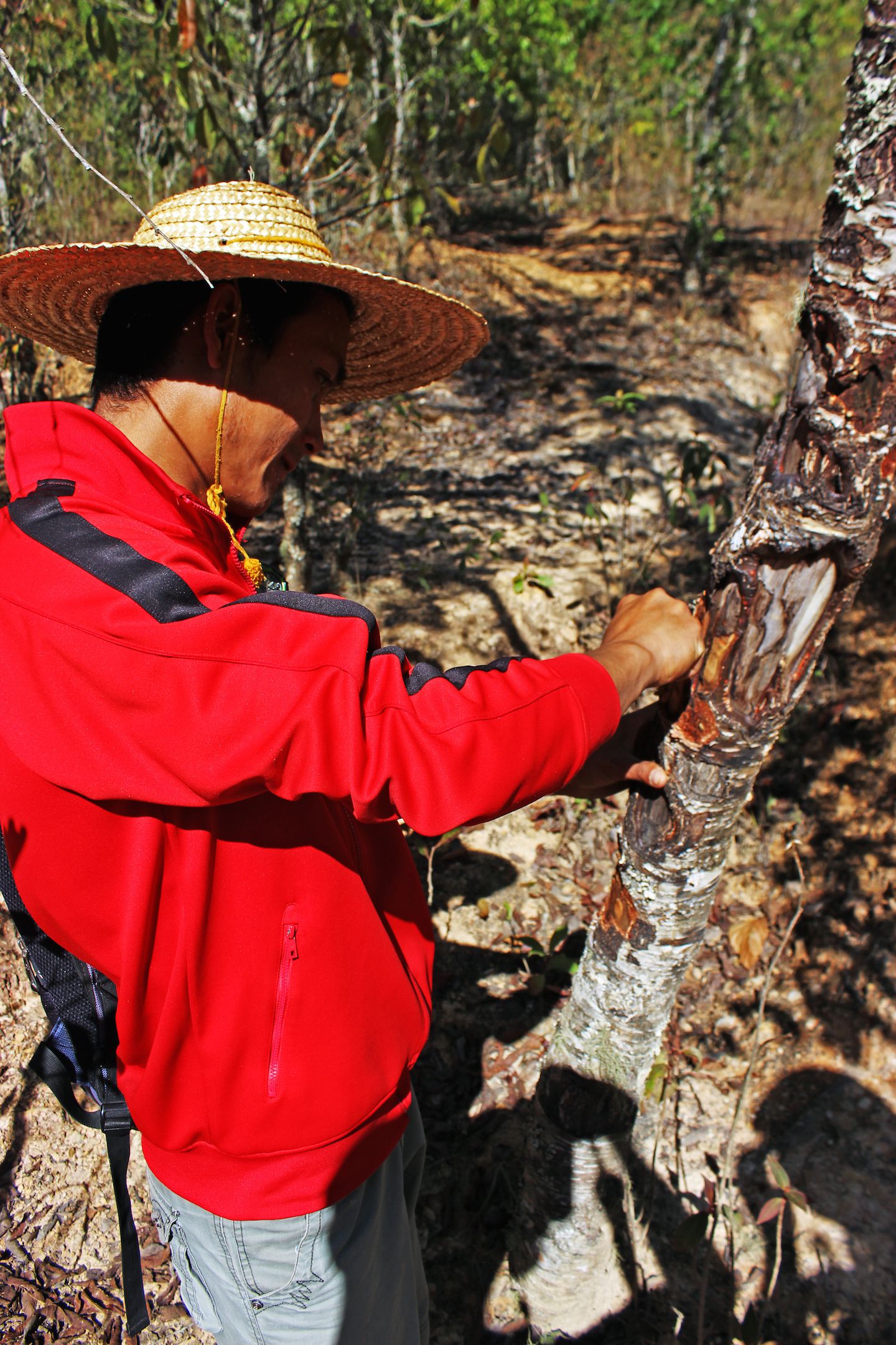 Sithu cutting tiger balm, Kalaw, Myanmar