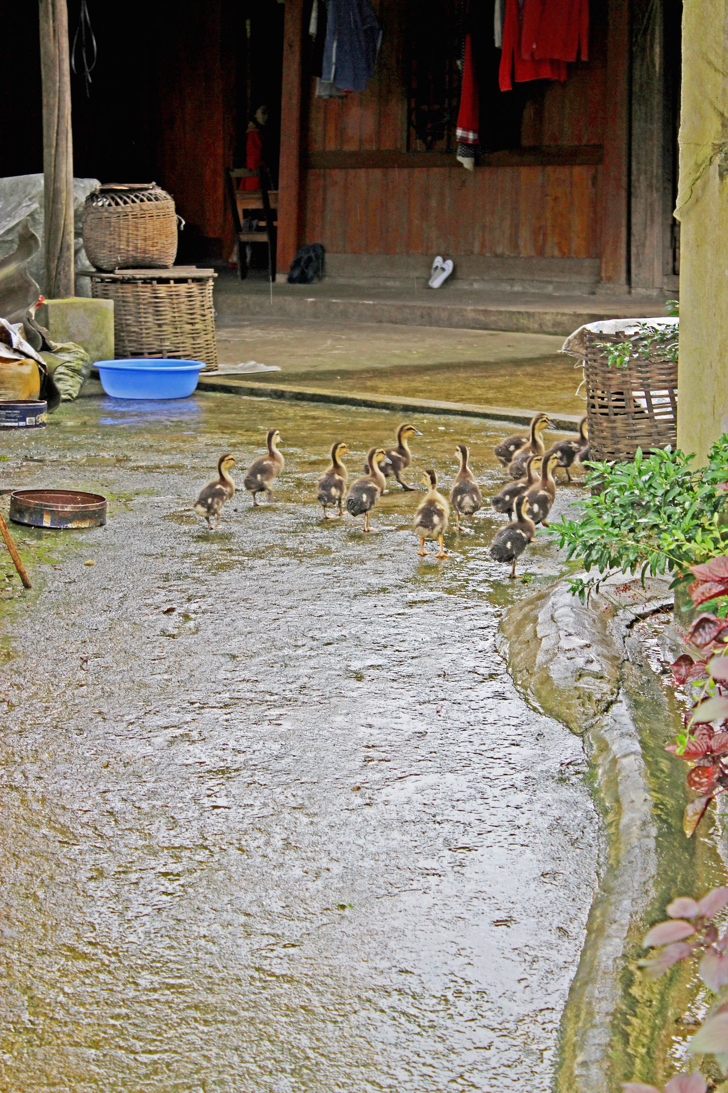 Small ducks