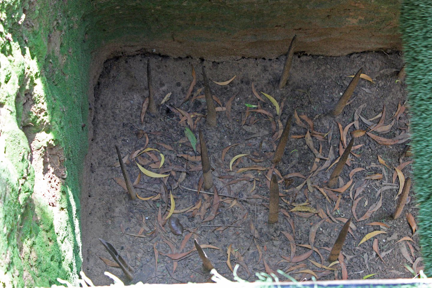Spike trap on the ground