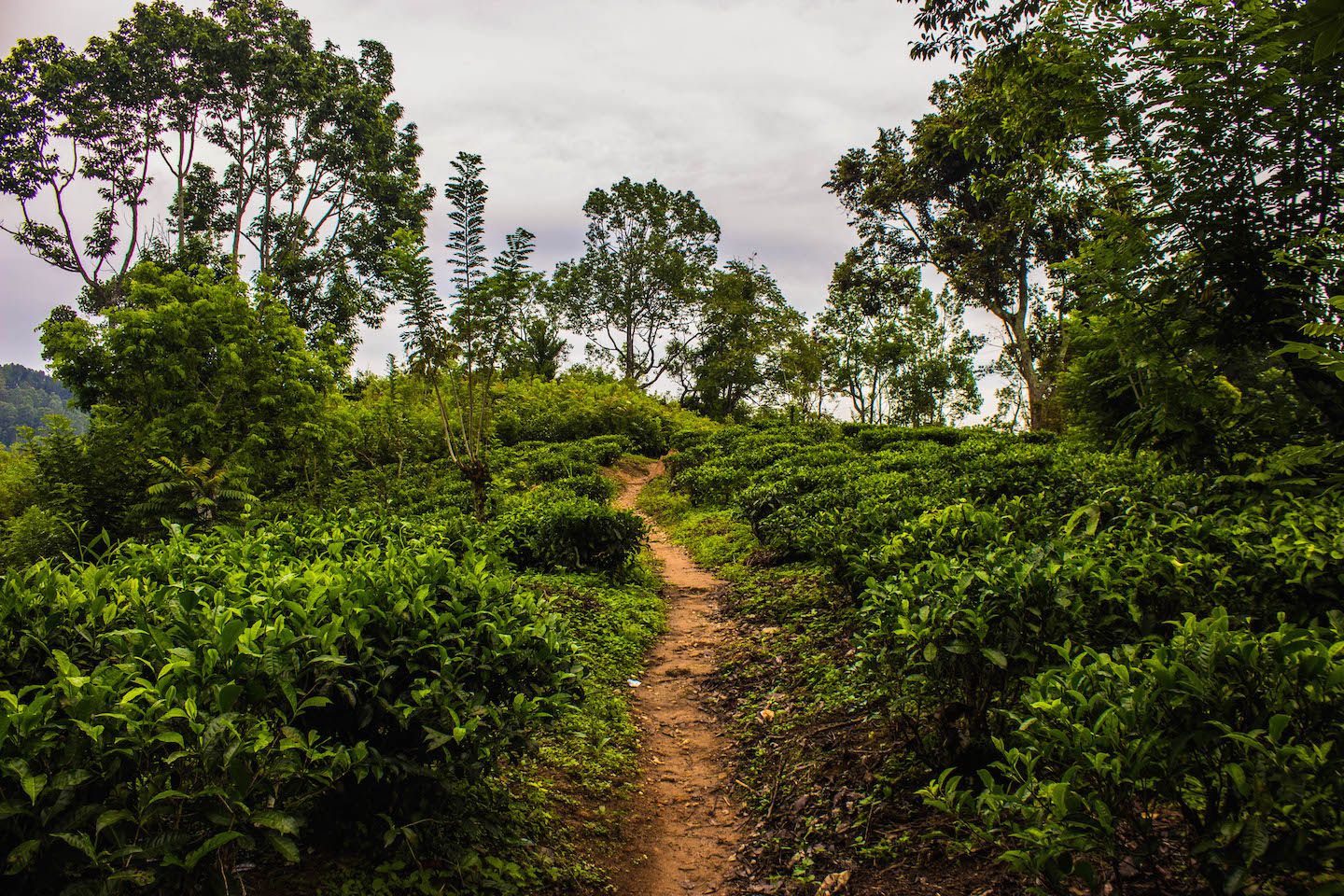 Walking through the tea fields on the way to Ella Rock, Ella, Sri Lanka