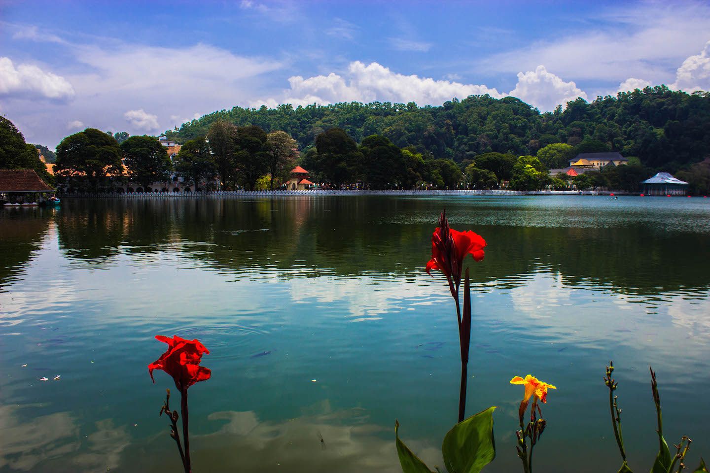 Flowers at Bogambara Lake, Sri Lanka