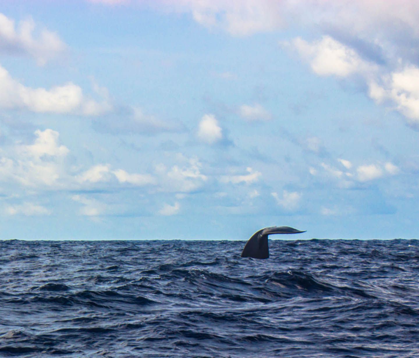 Blue whale diving, Mirissa, Sri Lanka