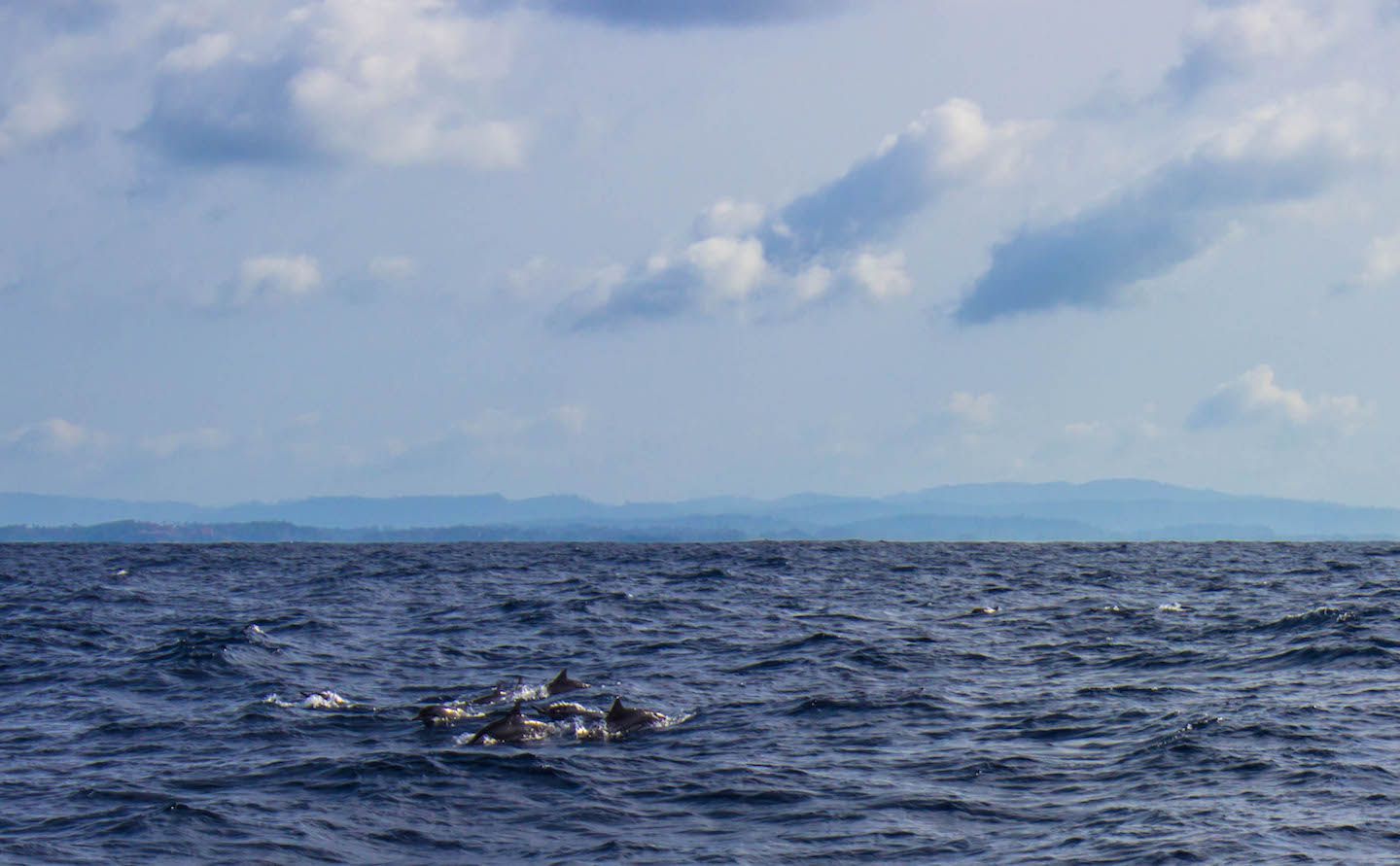 Dolphins, Mirissa, Sri Lanka