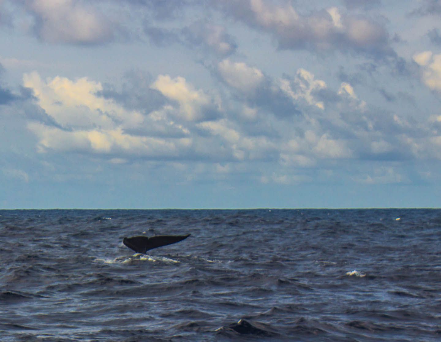 Blue whale tail, Mirissa, Sri Lanka