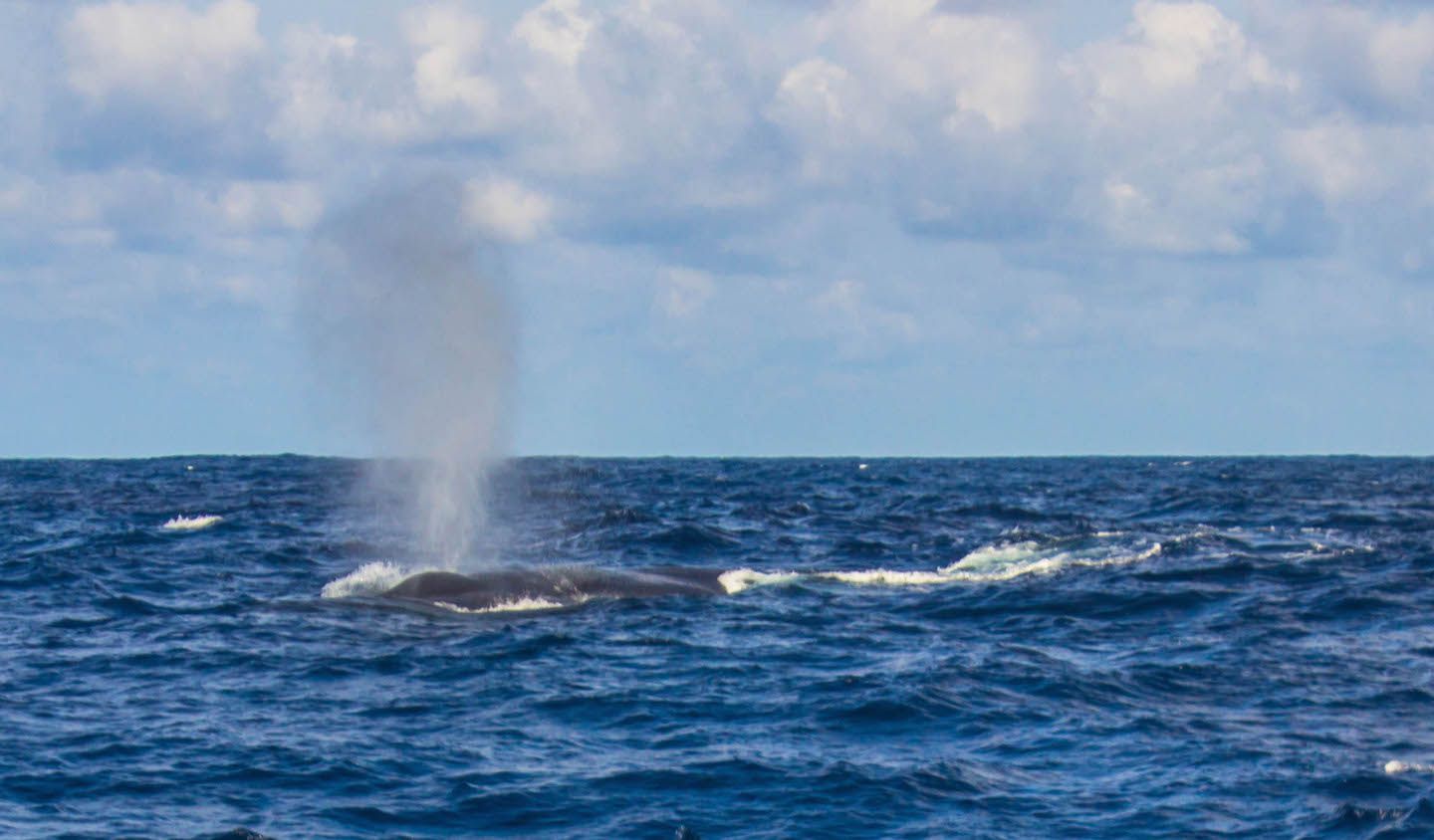 Blue whale shooting water, Mirissa, Sri Lanka