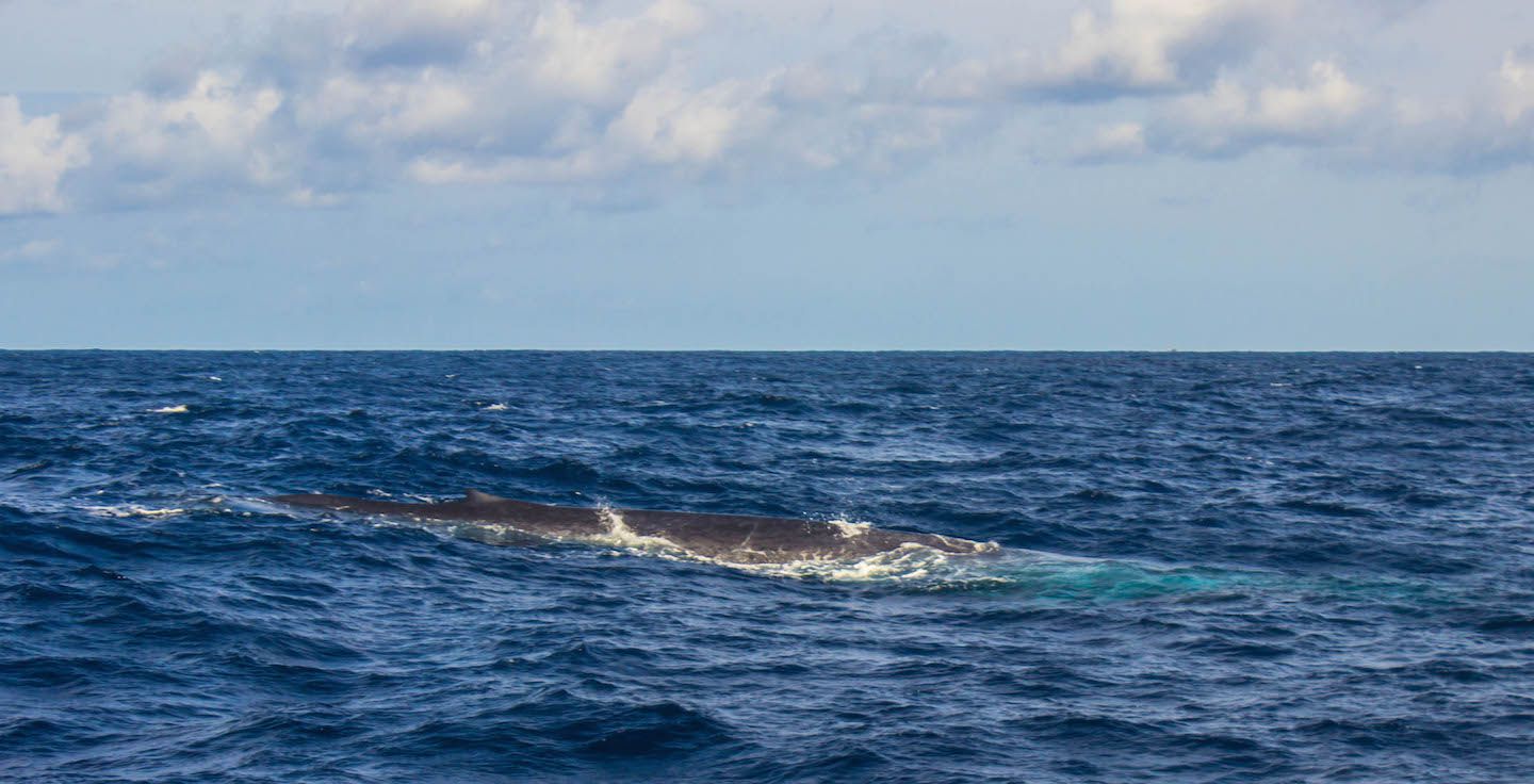 Blue whale, Mirissa, Sri Lanka