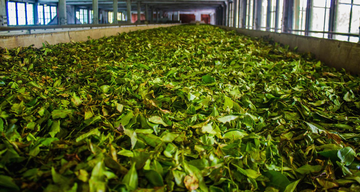 Tea leaves going through the whitering process at the Mackwoods Tea Factory, Nuwara Eliya, Sri Lanka