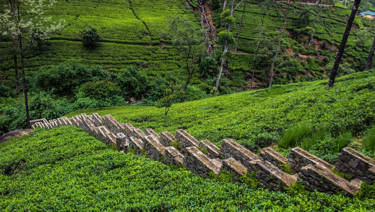 Path through the tea plants, Mackwoods Tea Factory, Nuwara Eliya, Sri Lanka