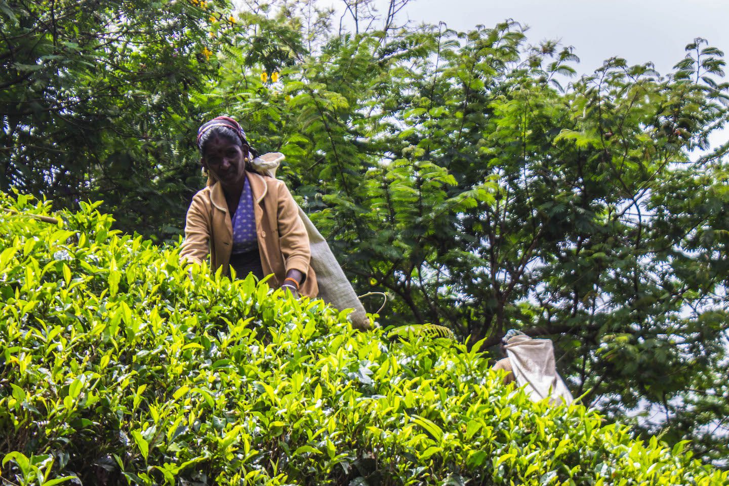 Worker plucking tea leaves at the Mackwoods Tea Factory, Nuwara Eliya, Sri Lanka