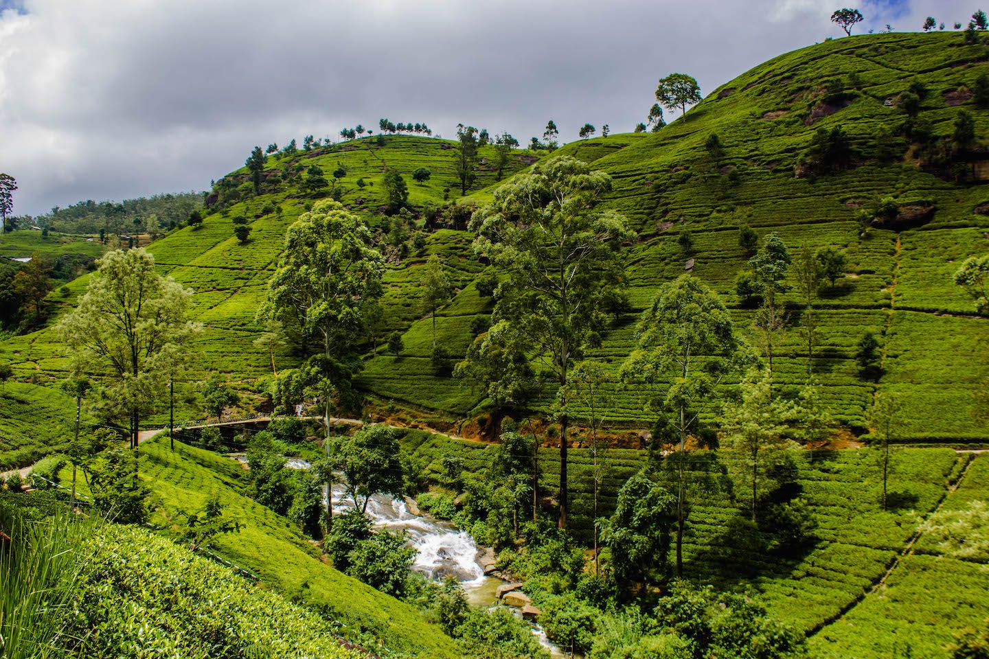 View of the tea fields at the Mackwoods Tea Factory, Nuwara Eliya, Sri Lanka