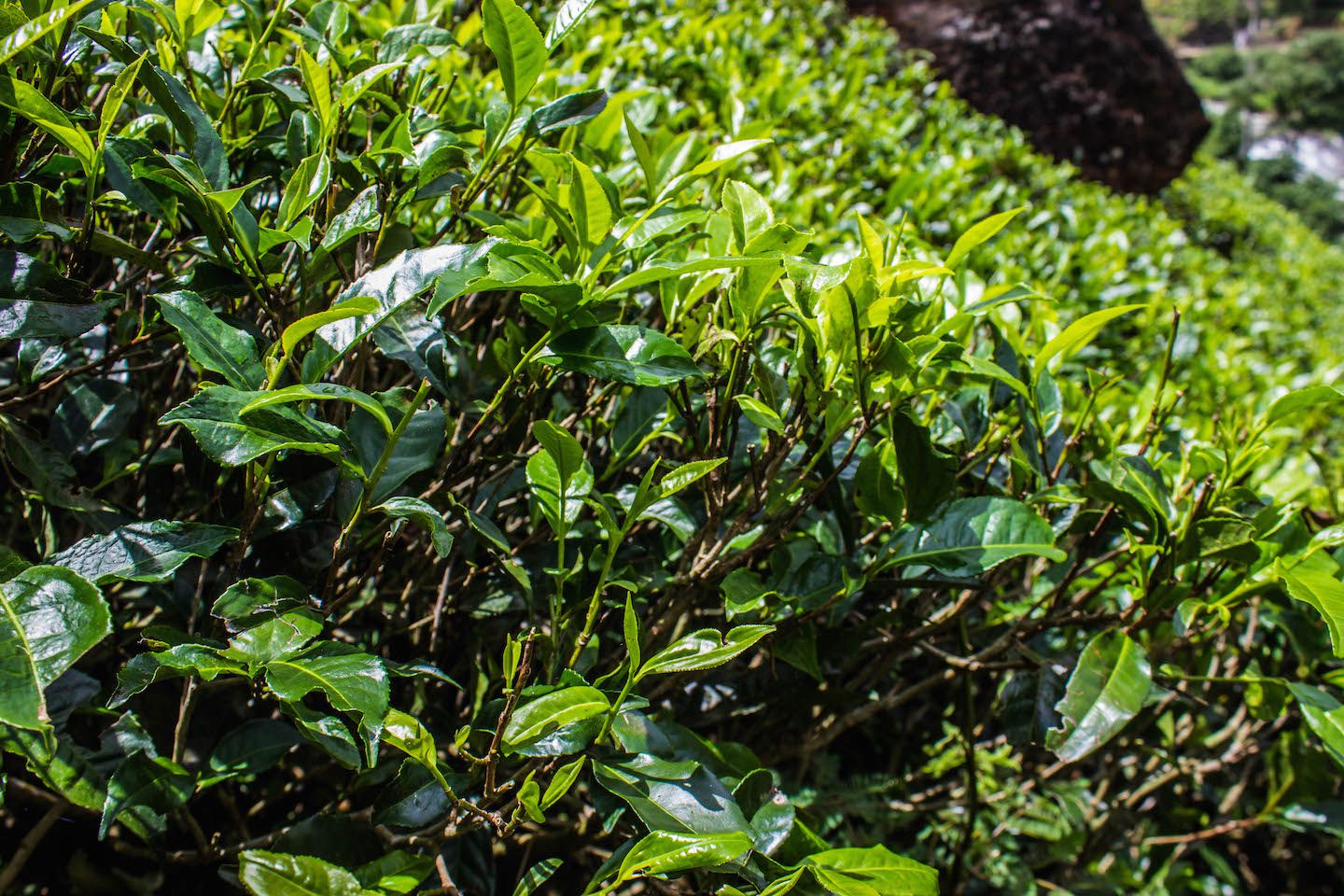 Tea leaves, Mackwoods Tea Factory, Nuwara Eliya, Sri Lanka