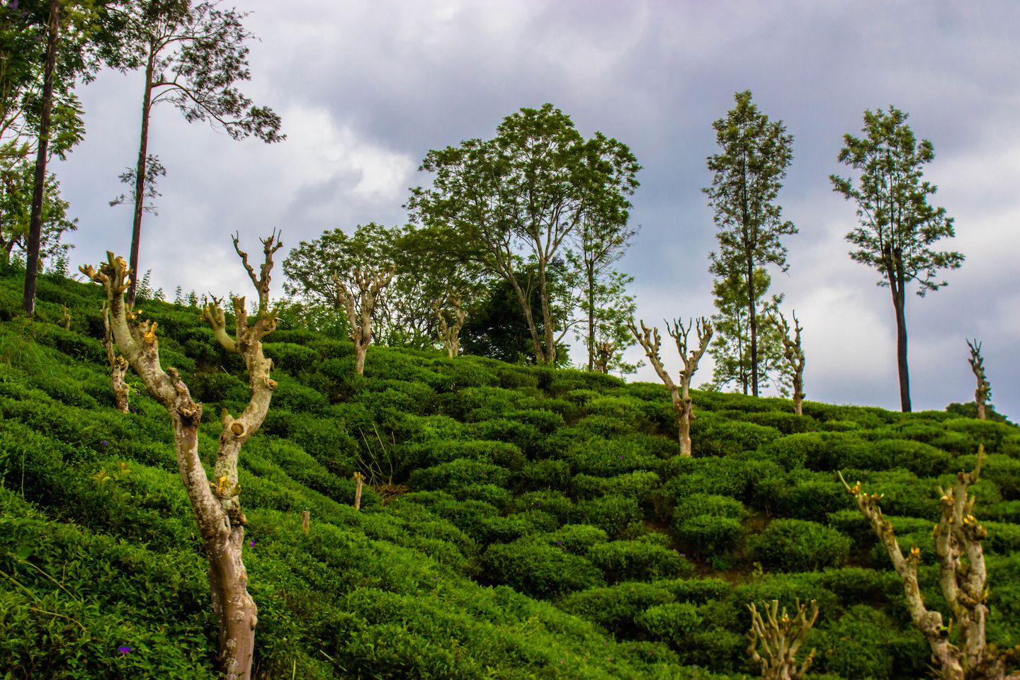 Tea fields, Nuwara Eliya, Sri Lanka