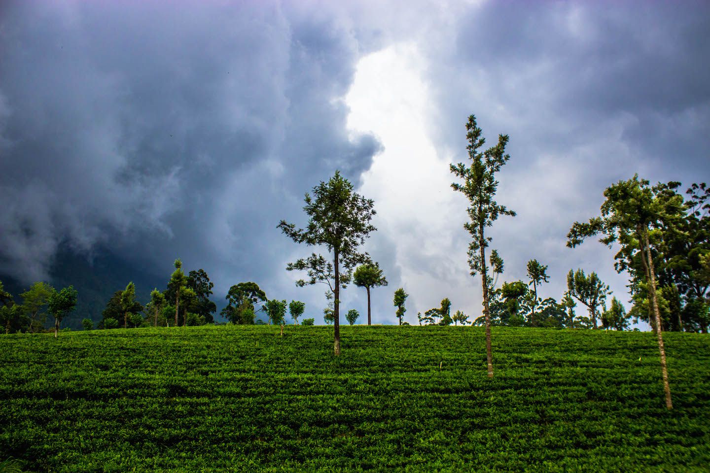 Green hills during the train ride to Nuwara Eliya, Sri Lanka