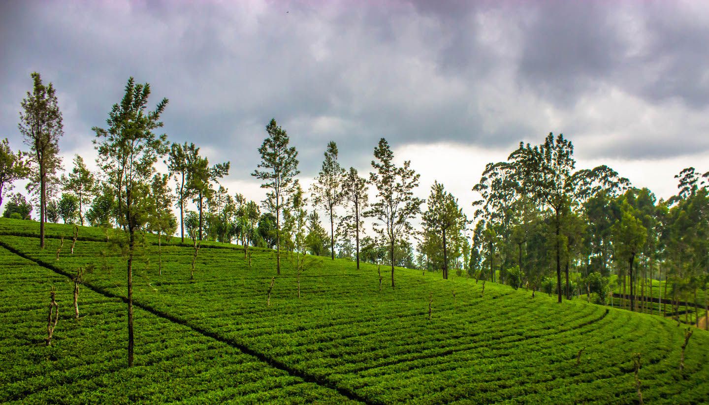 Beautiful tea fields in Nuwara Eliya, Sri Lanka