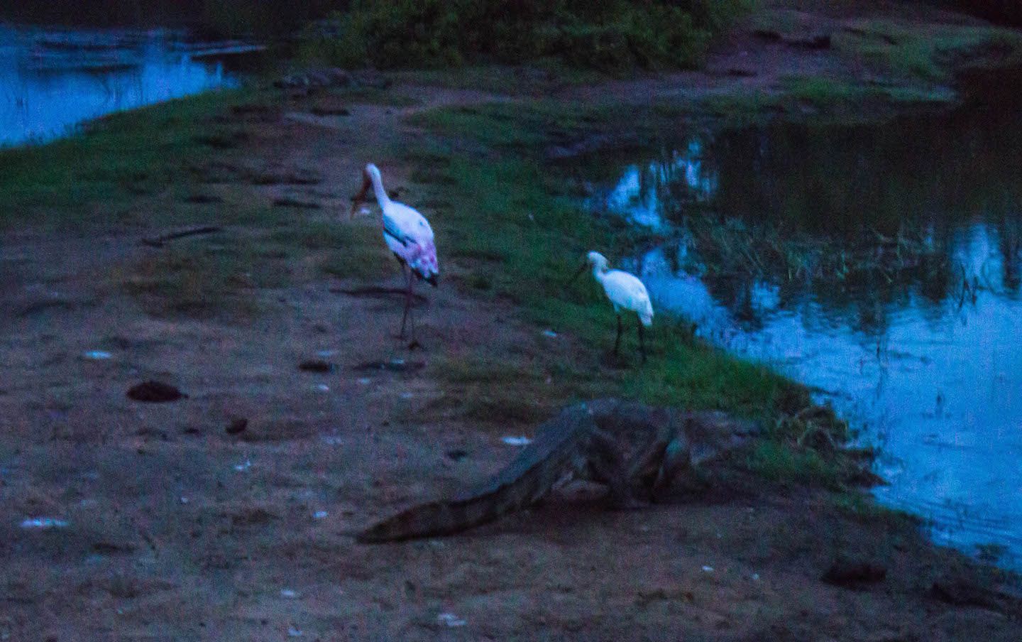 Crocodile at the Yala National Park, Sri Lanka