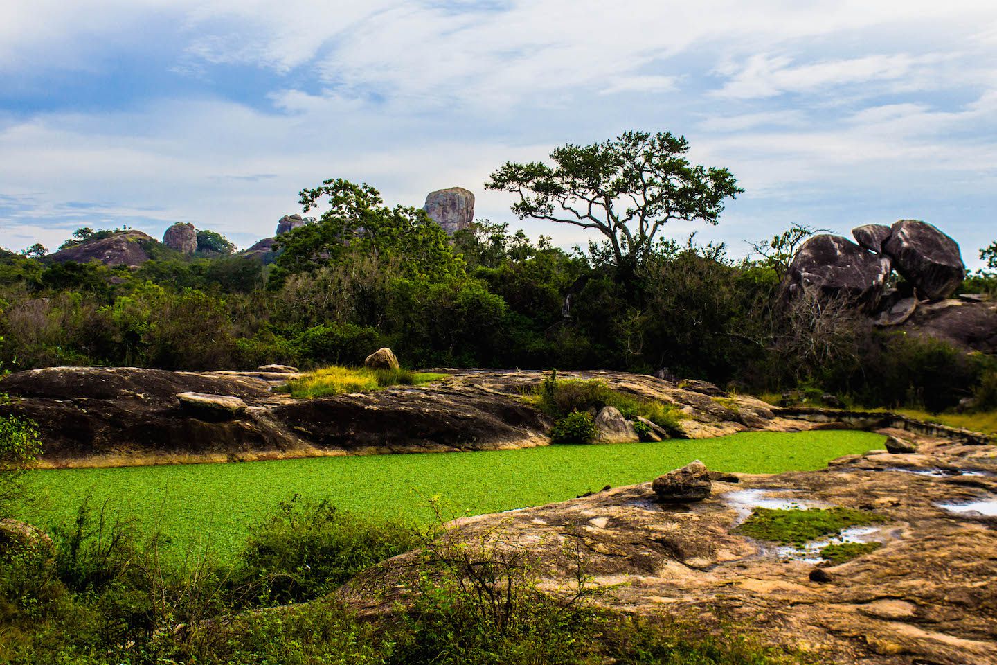 Green lake at the Yala National Park, Sri Lanka