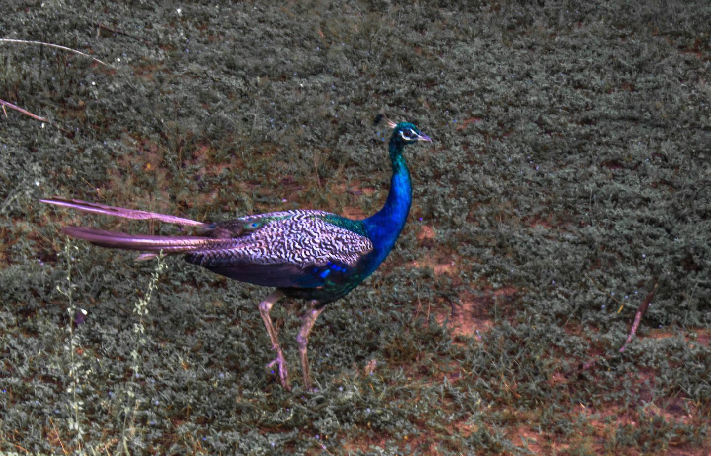 Wild peacock at the Yala National Park, Sri Lanka