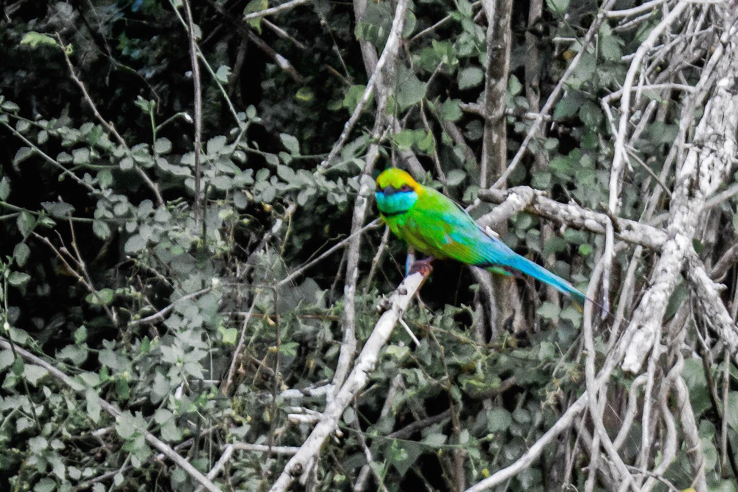 Green bee-eater, Yala National Park, Sri Lanka