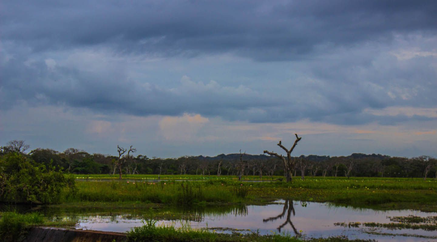 Swamp area at the Yala National Park, Sri Lanka