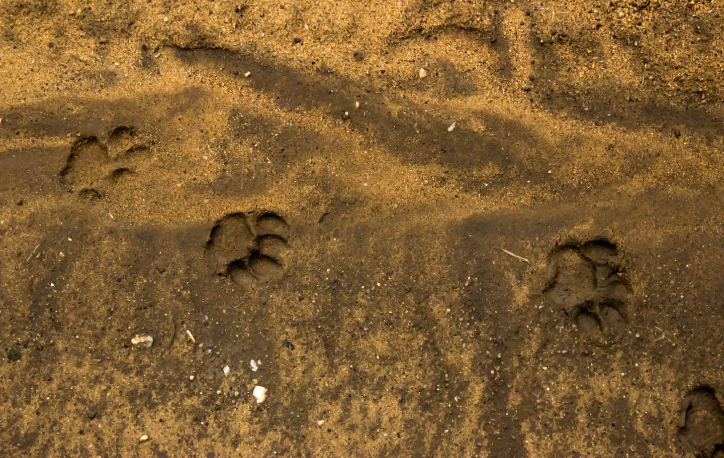 Leopard footprints, Yala National Park, Sri Lanka