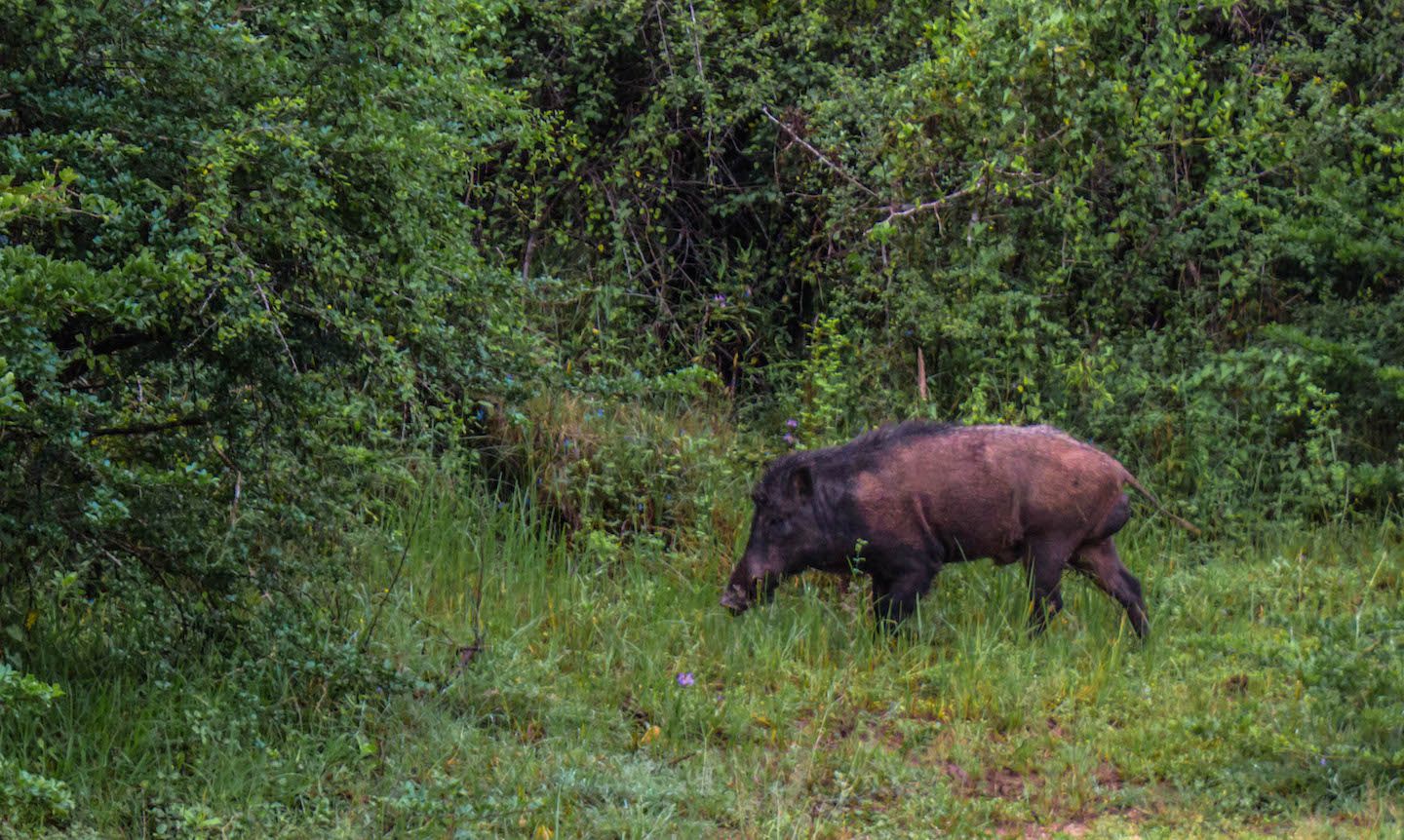 Wild boar, Yala National Park, Sri Lanka