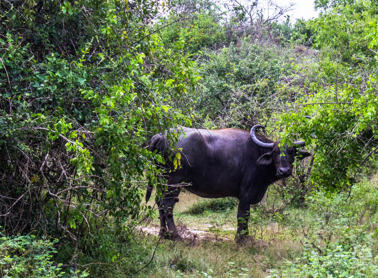 Water buffalo, Yala National Park, Sri Lanka