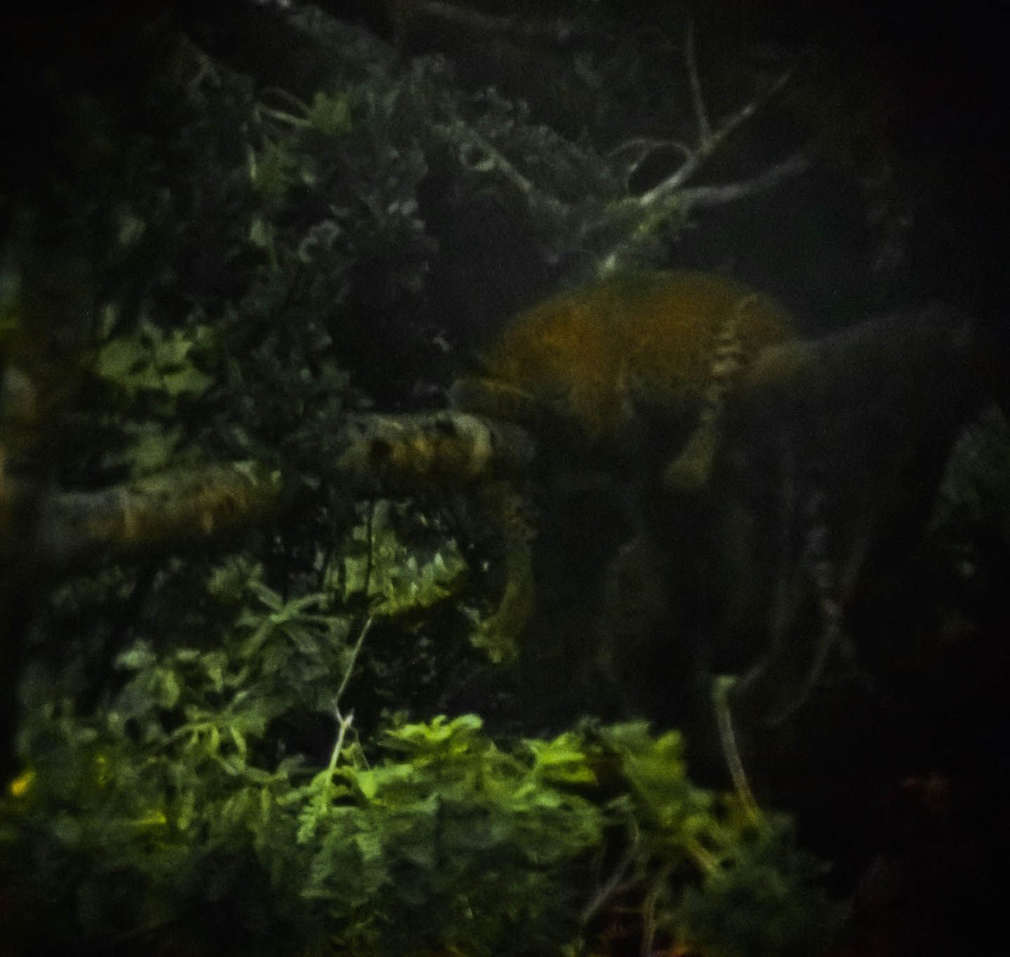 Leopard sleeping on the tree, Yala National Park, Sri Lanka
