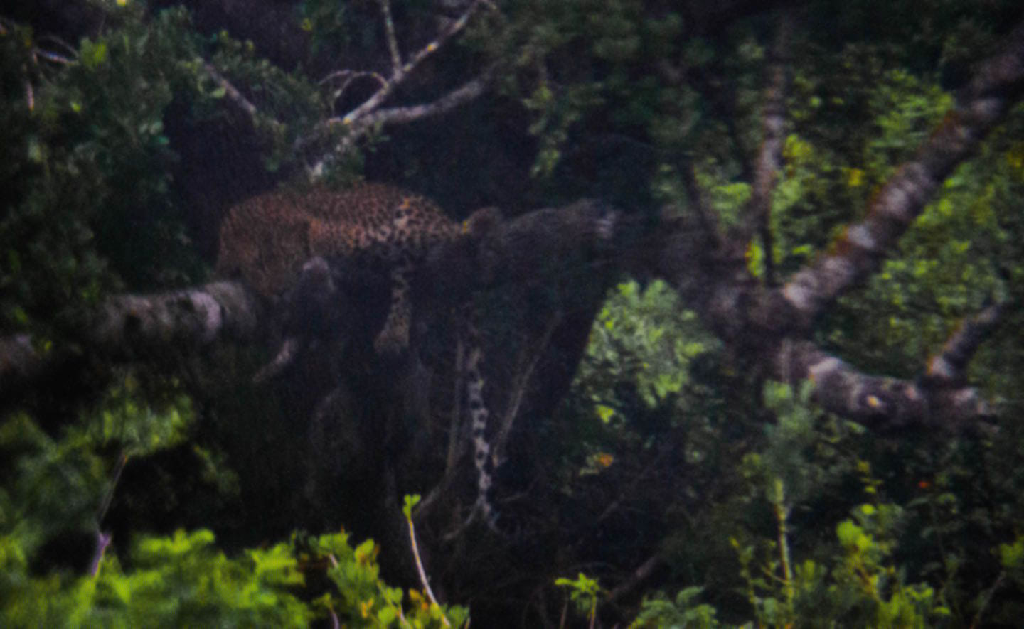 Leopard, Yala National Park, Sri Lanka