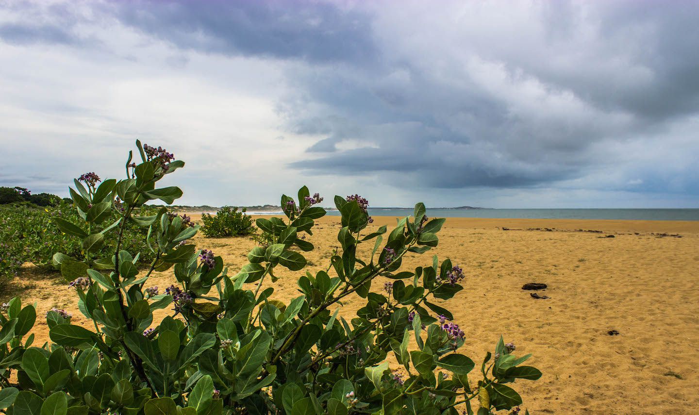 Flowers at the Yala National Park, Sri Lanka