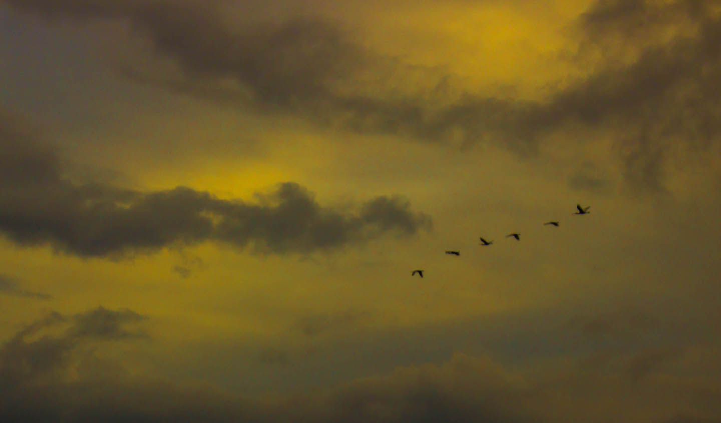Birds flying over us at the Yala National Park, Sri Lanka