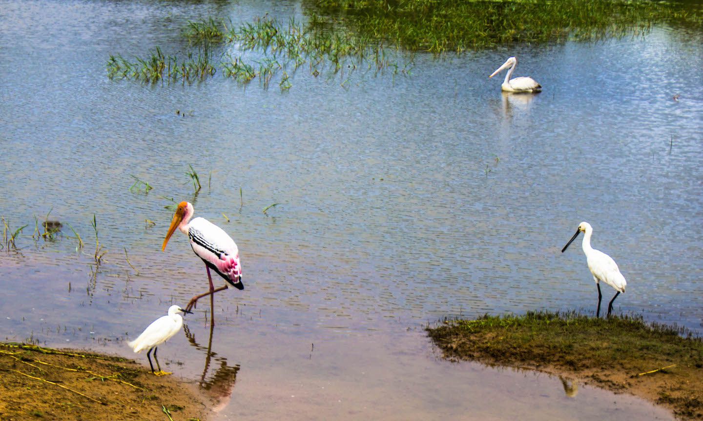 Sri Lankan Painted Stork, Yala National Park, Sri Lanka