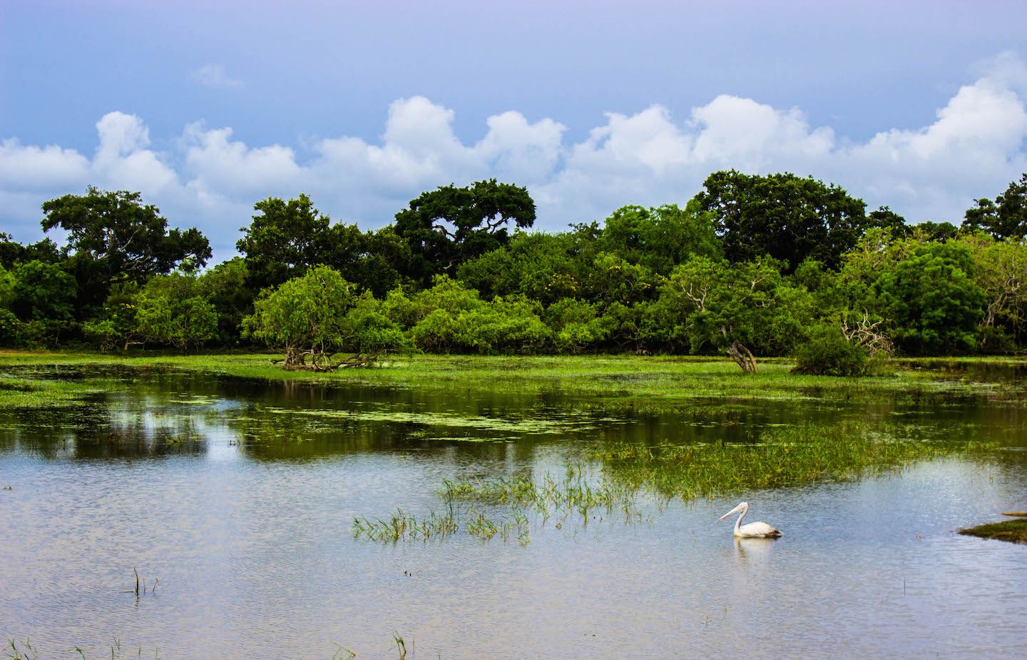 Spot billed pelican, Yala National Park, Sri Lanka