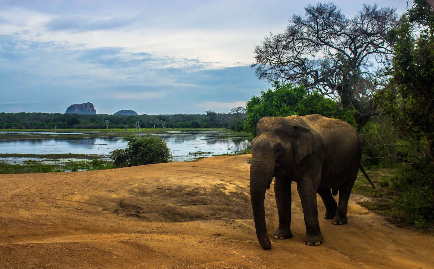 Elephant at the Yala National Park, Sri Lanka