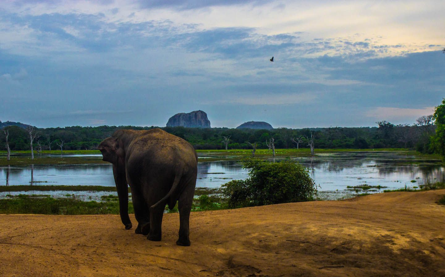Wild elephant at the Yala National Park, Sri Lanka