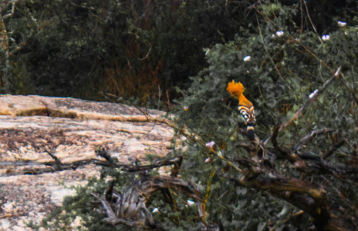 Exotic bird at the Yala National Park, Sri Lanka