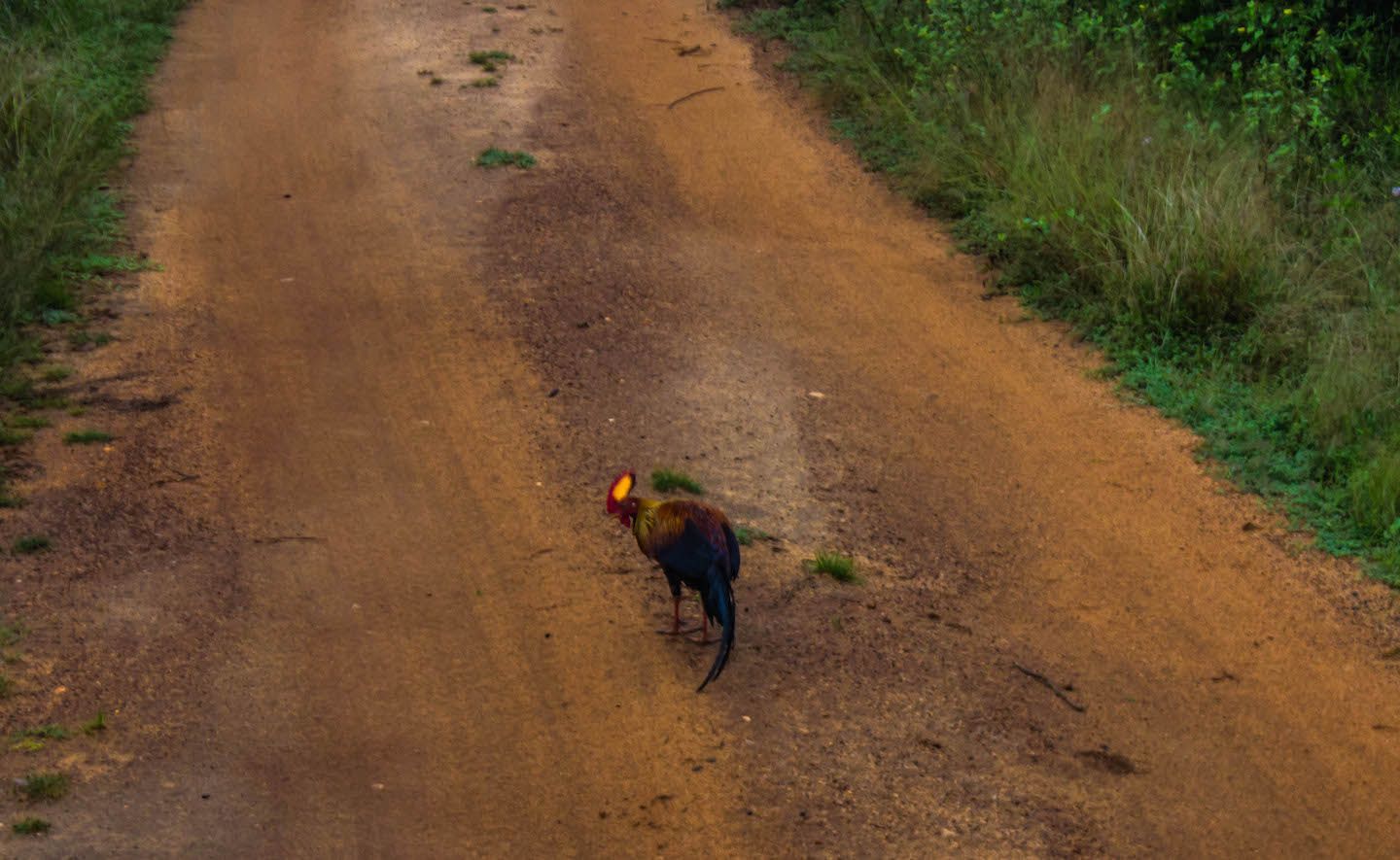 Sri Lankan Junglefowl running from our jeep, Yala National Park, Sri Lanka