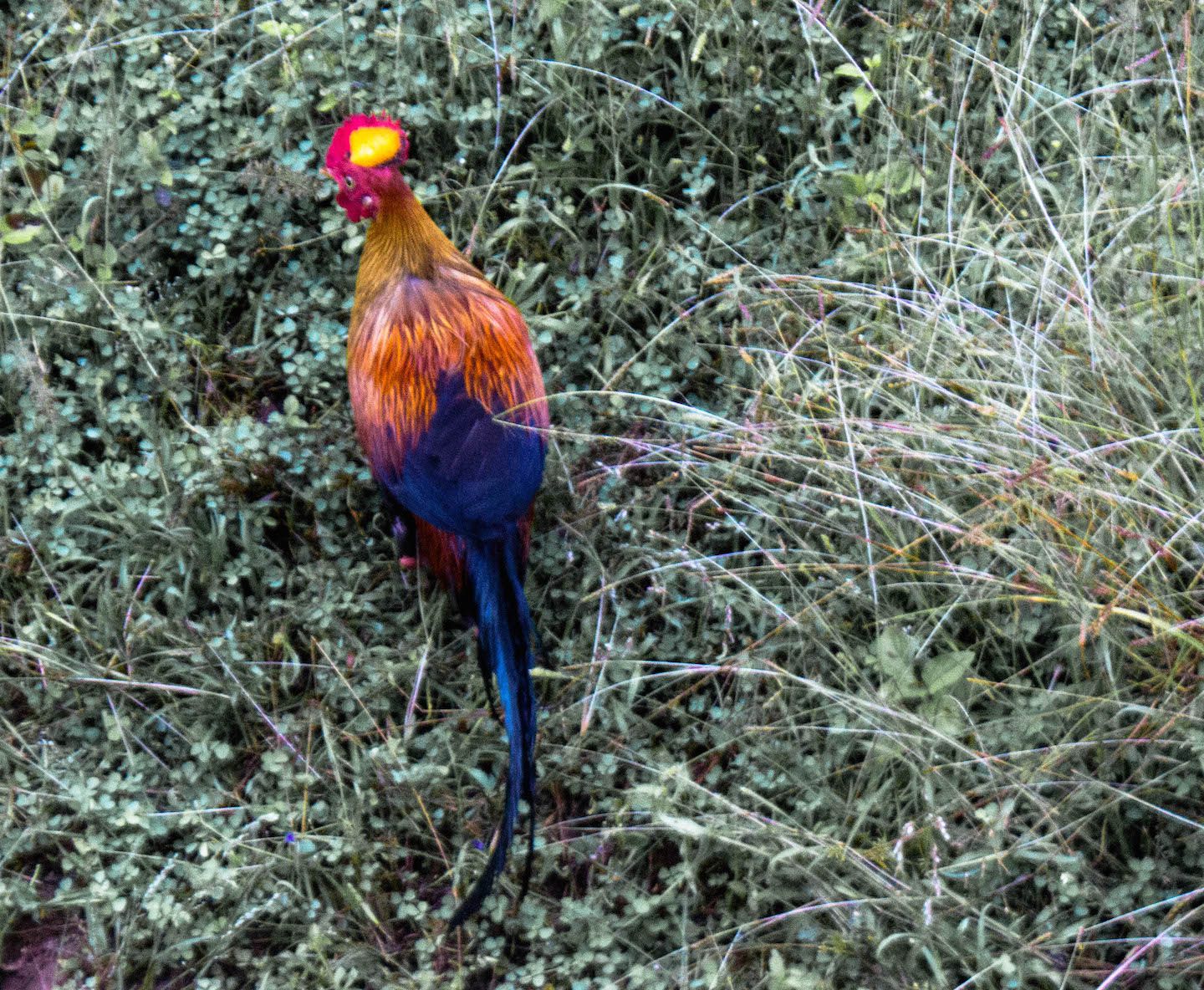Sri Lankan Junglefowl, Yala National Park, Sri Lanka