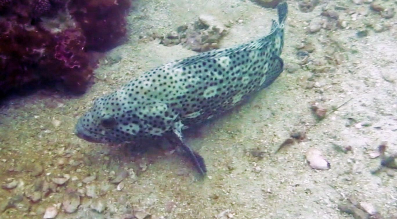 Starry Pufferfish, White Rock Dive Site, Koh Tao, Thailand