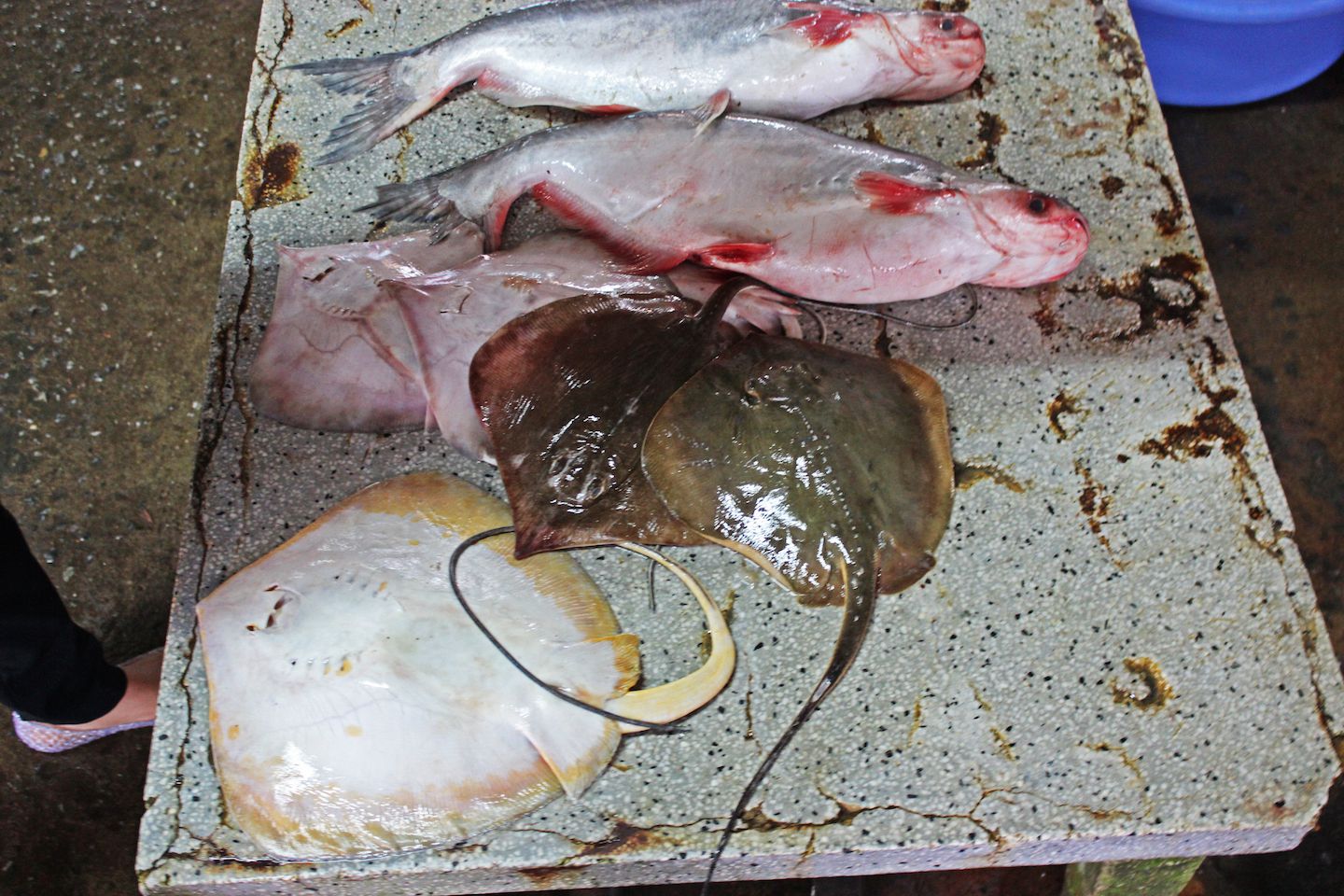 Stingrays and catfish