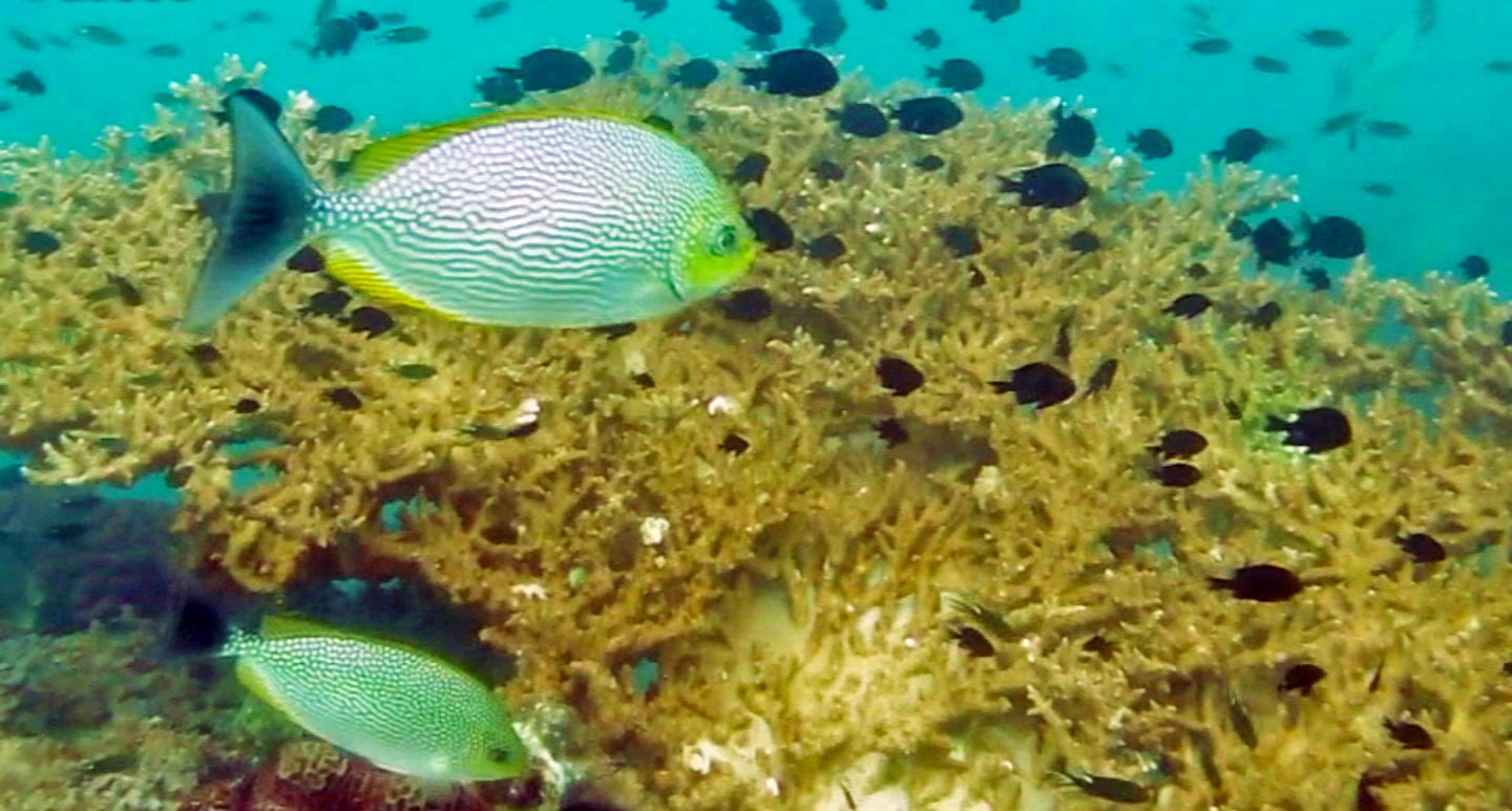 Swimming among black fish, Hin Pee Wee Dive Site, Koh Tao, Thailand