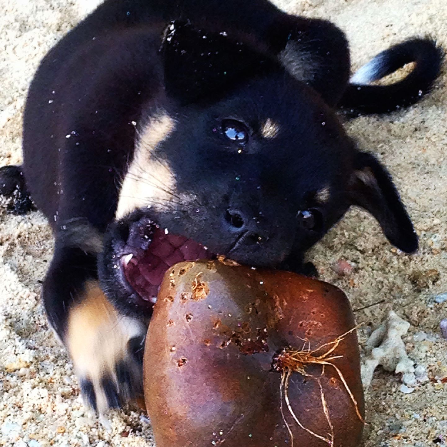 Puppy playing around on the sands of Koh Kradan, Thailand