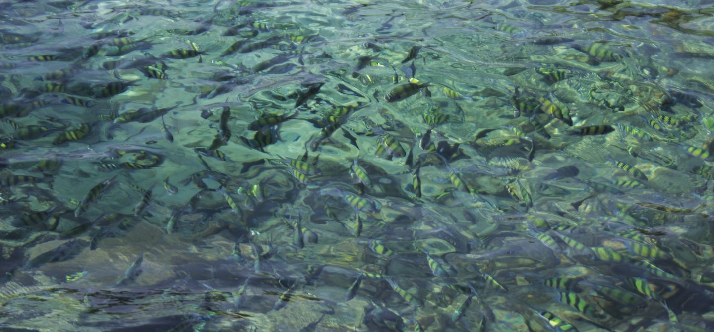Fish swimming around our boat, Koh Kradan, Thailand
