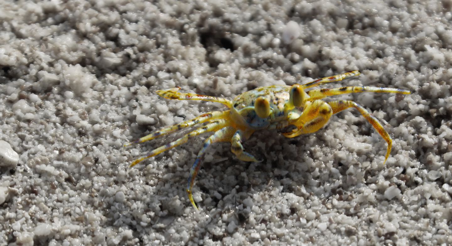 Crab on the beach sand, Koh Muk, Thailand