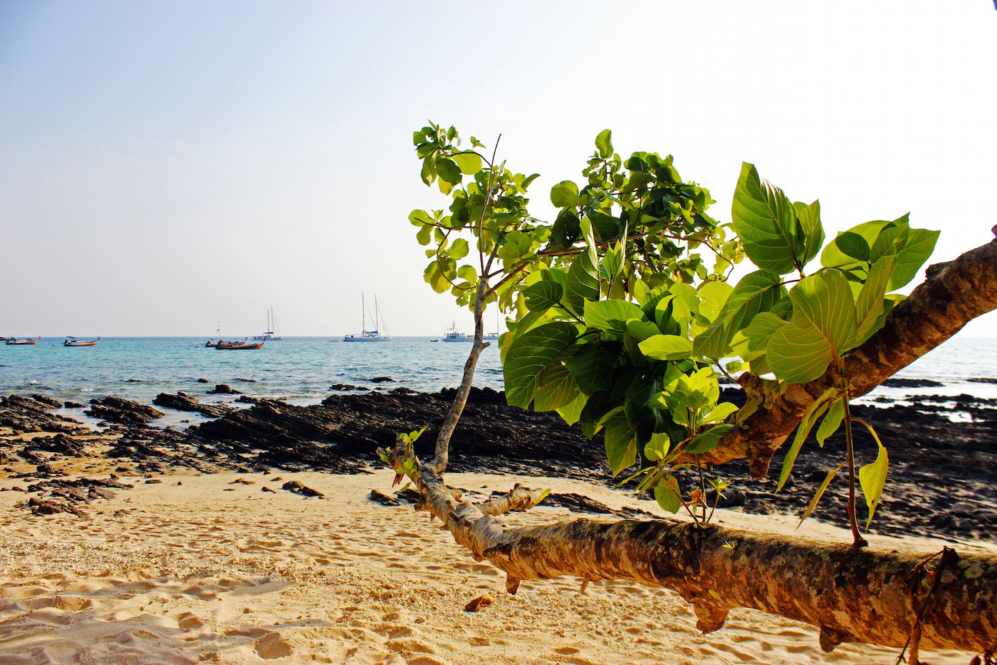 Tree branches extending onto the beach, Koh Muk, Thailand