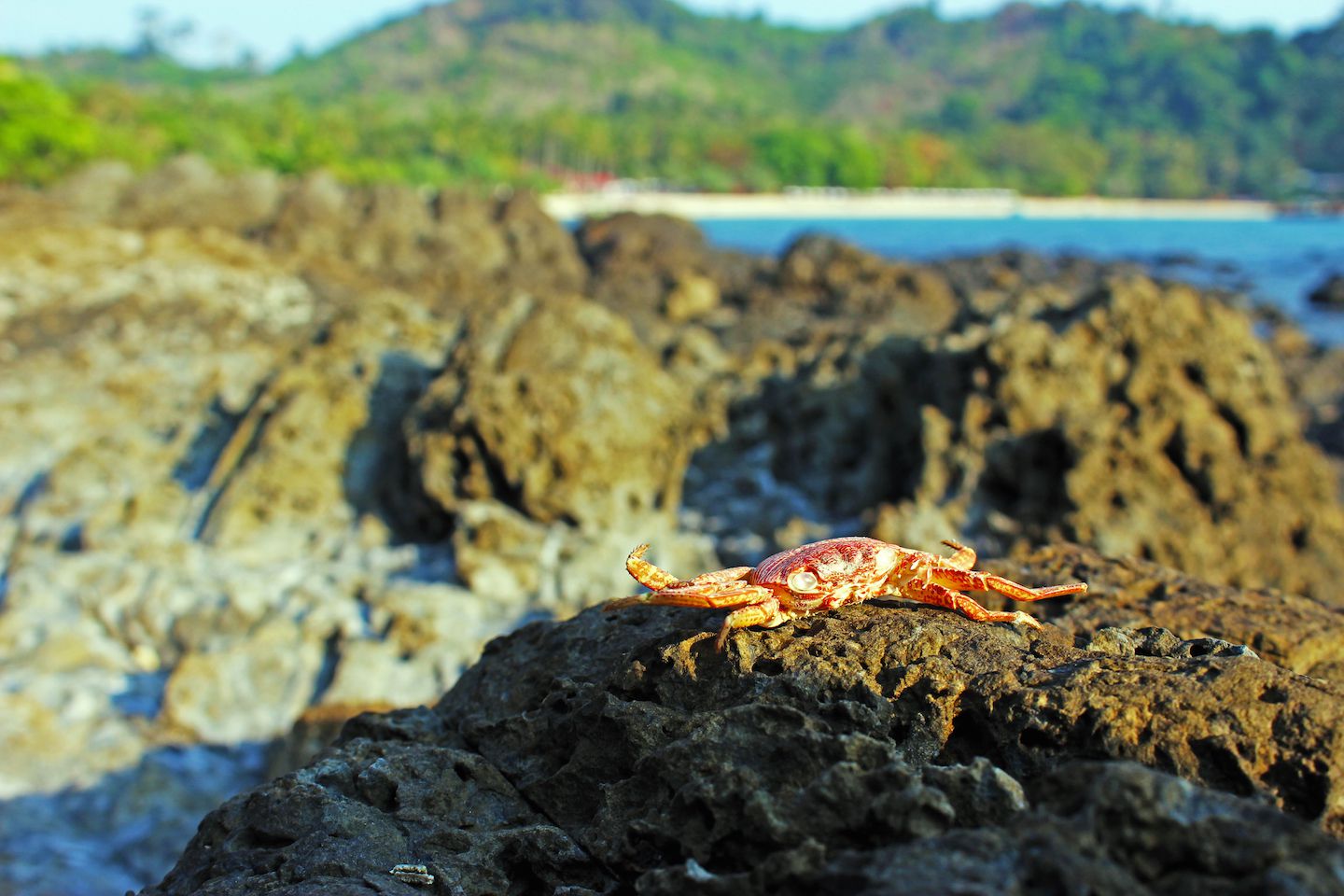 Crab shell posing for pictures, Koh Muk, Thailand